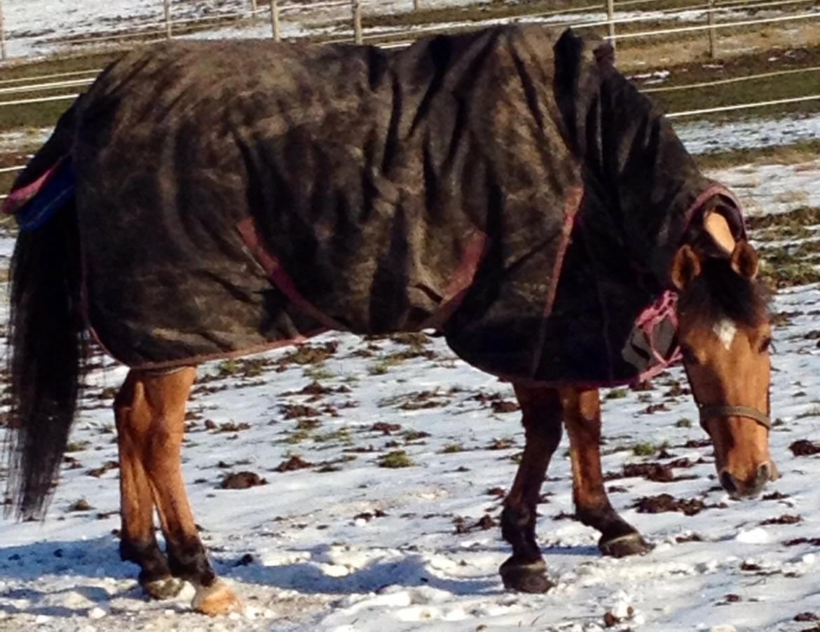 Anden særlig race Labina Suprise billede 18