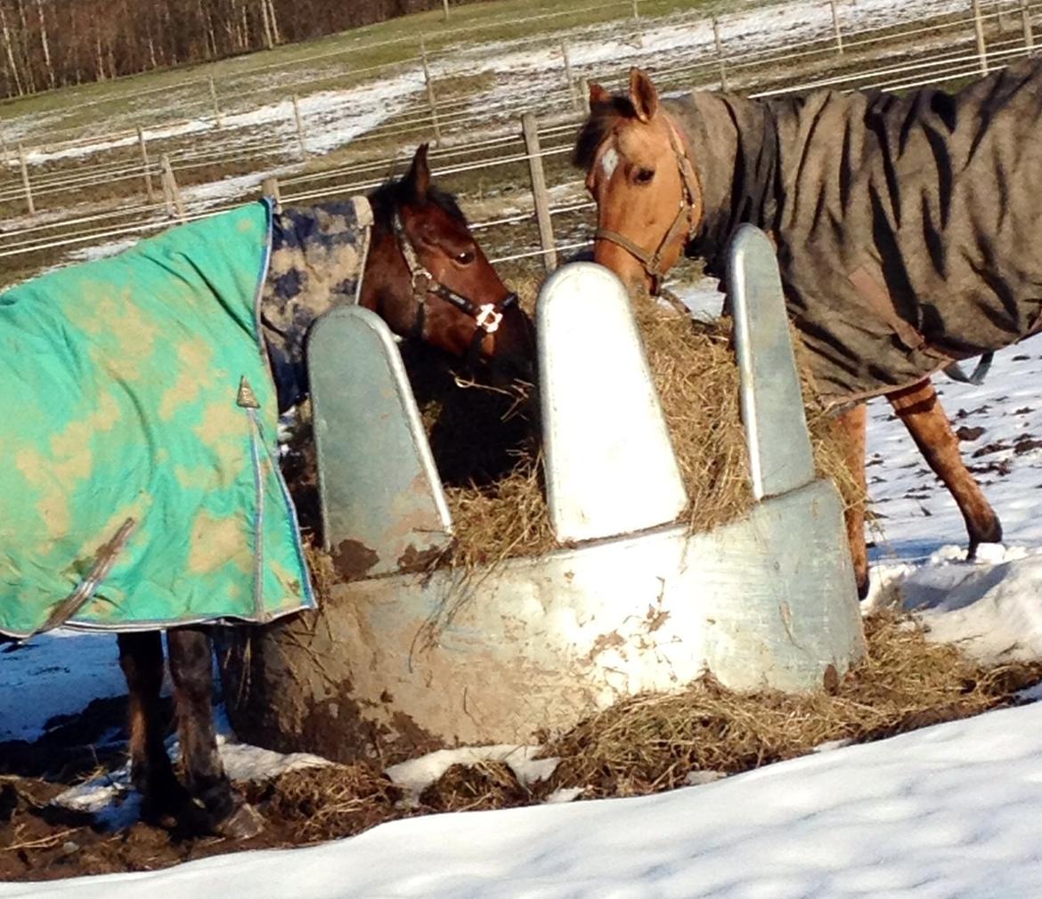 Anden særlig race Labina Suprise billede 19