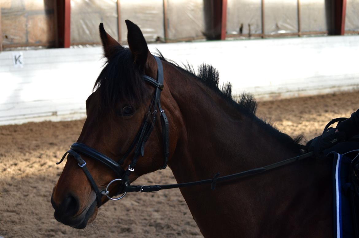 Dansk Varmblod Fiona *Fio* - skønne tøs <3 billede 8