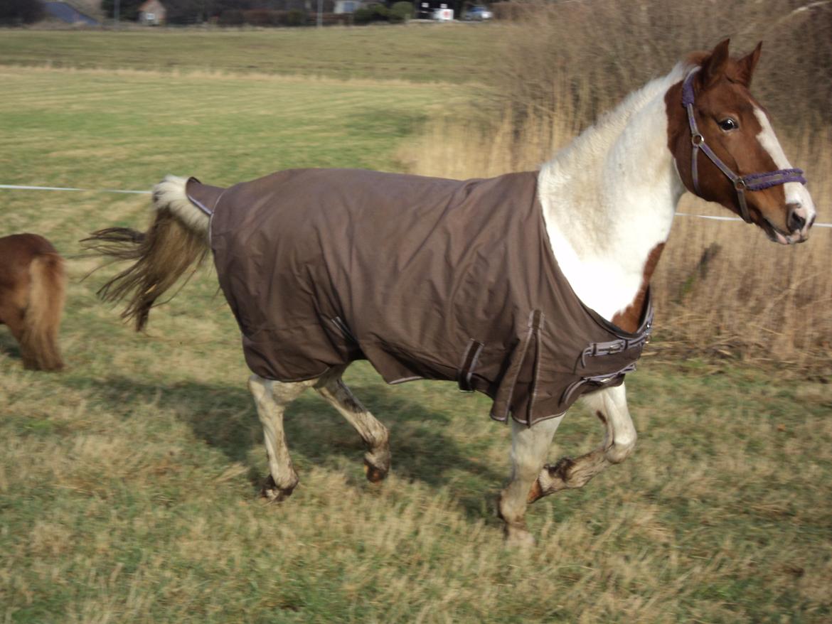 Pinto Katja billede 1