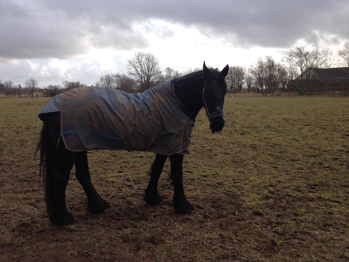 Frieser Geartsje Tjimske K. billede 4