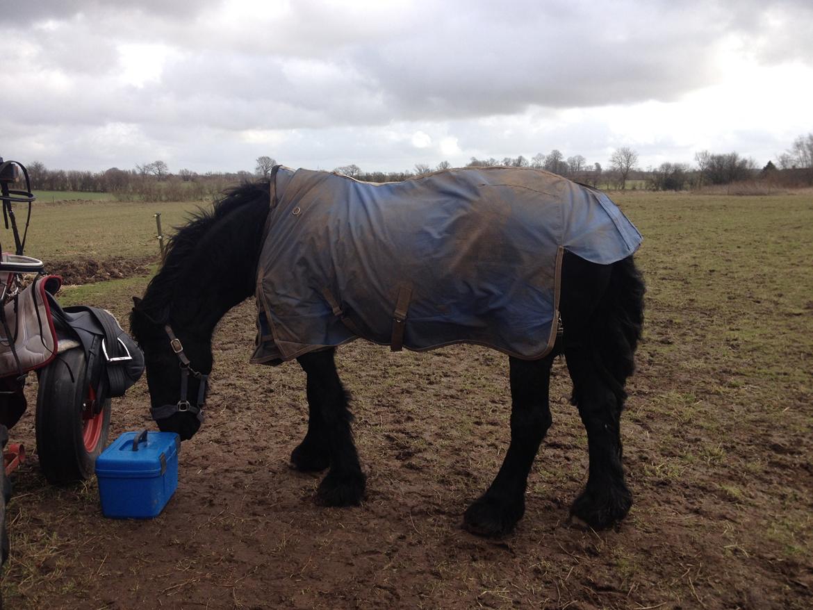 Frieser Geartsje Tjimske K. billede 3