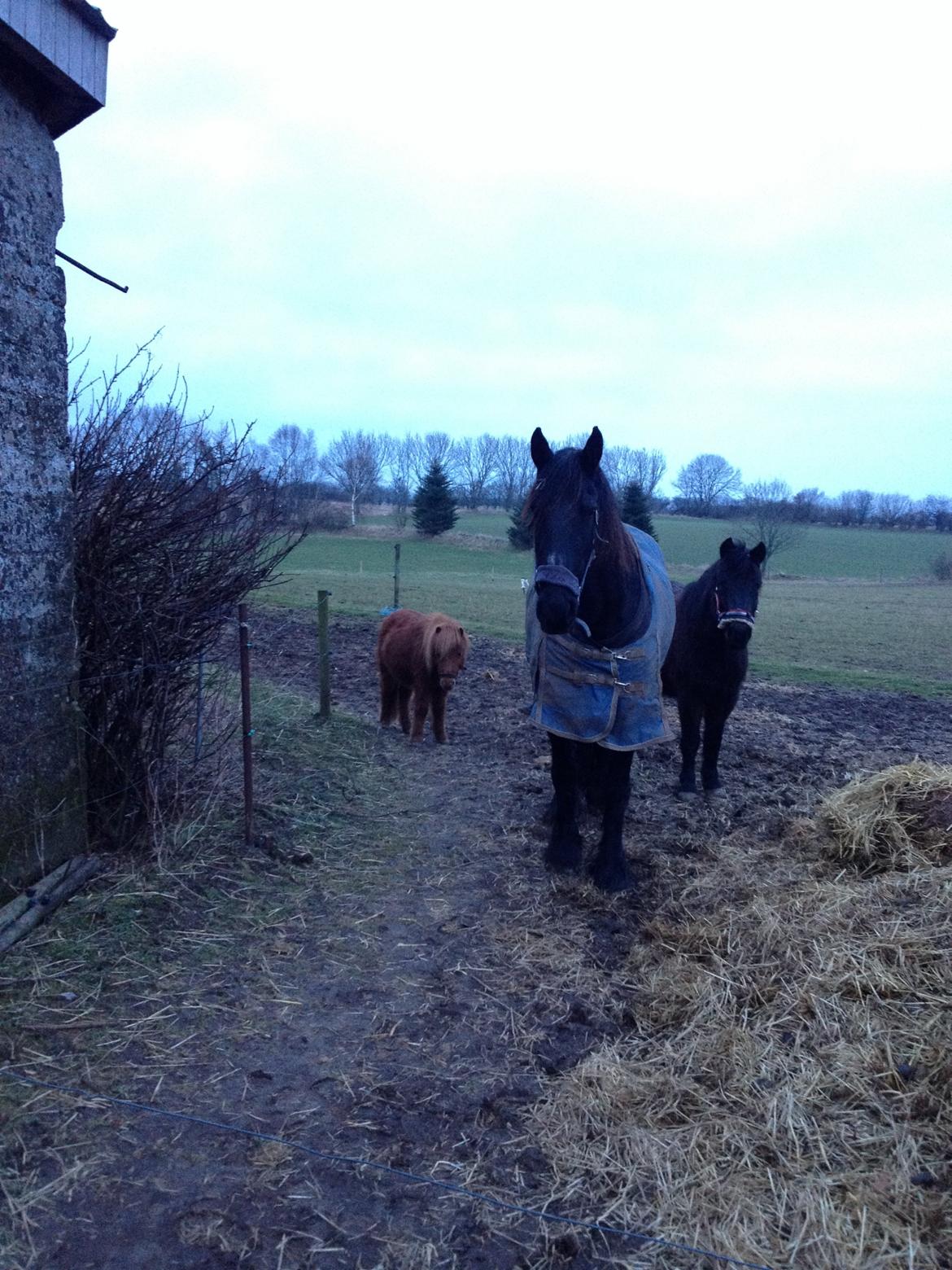 Frieser Geartsje Tjimske K. billede 2