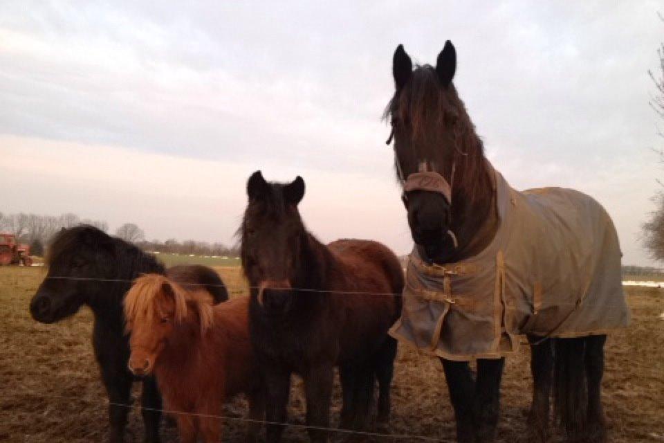 Frieser Geartsje Tjimske K. billede 1