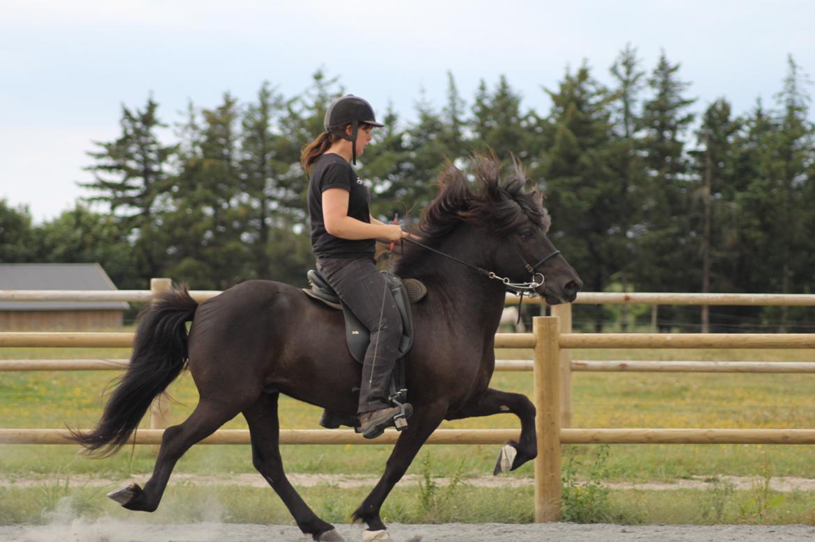 Islænder Kórall fra Dalsmynni billede 17