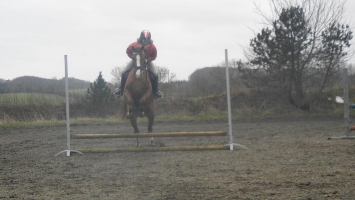 Anden særlig race Havens Astian - Astian springer for første gang med rytter på billede 15
