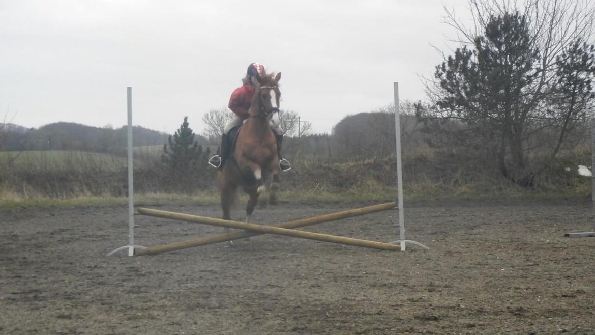 Anden særlig race Havens Astian - Astian springer for første gang med rytter på billede 14