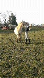 Fjordhest Nikoline billede 11