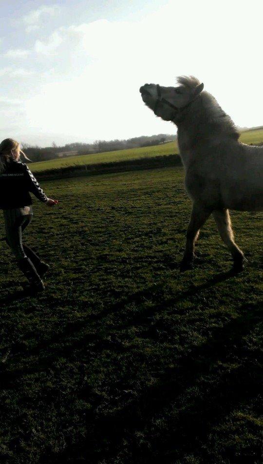 Fjordhest Nikoline billede 2