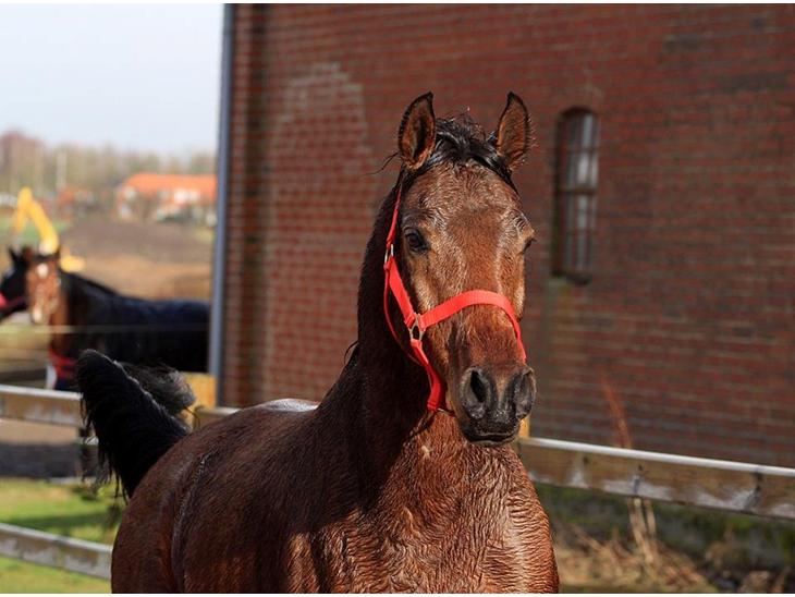 {{currentPhoto.altText}} billede {{currentPhoto.number}}