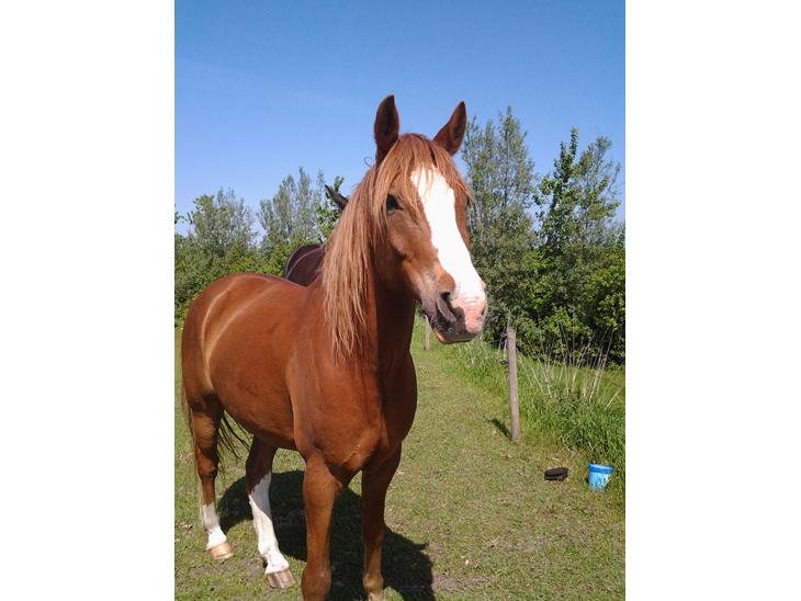 {{currentPhoto.altText}} billede {{currentPhoto.number}}