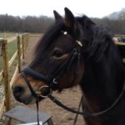 Dartmoor Elide