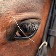 Anden særlig race Johnny just for fun la Cour