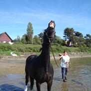 Oldenborg Uzo af Dano