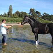 Oldenborg Uzo af Dano