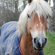 Haflinger titan
