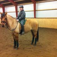 Anden særlig race Ibrahim