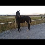 Anden særlig race P4