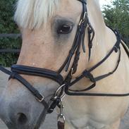 Fjordhest Katrinedals Isabell [R.I.P]