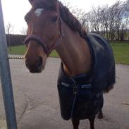 New Forest Åstratorps Mingla