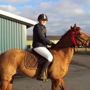 New Forest Åstratorps Mingla