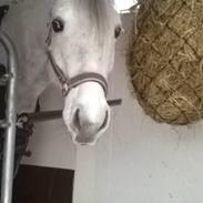 DSP Toftegaardens Ember