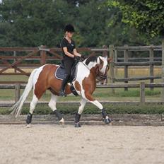 Anden særlig race Vicky Roma B-pony