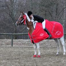 Anden særlig race Vicky Roma B-pony