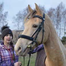 Anden særlig race Sioux