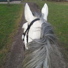 Anden særlig race Isha