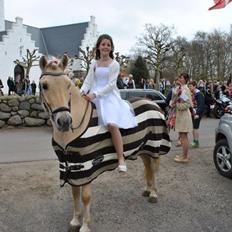 Fjordhest Kildegårdens Buller Mustang_ My Life <3_
