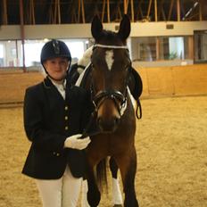 Hannoveraner Grankærs Sky Walker