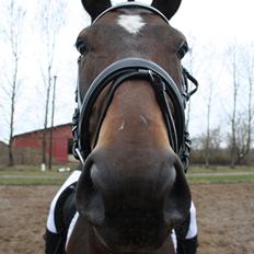 Hannoveraner Grankærs Sky Walker