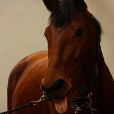 Dansk Varmblod Grusgård's Moon Light