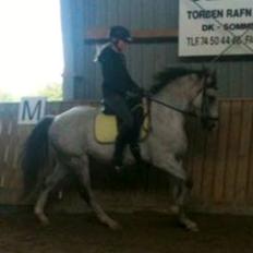 Anden særlig race Lyngs My Little Fellow ( Buddy ) <3