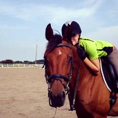 Anden særlig race La Cour (Deutsches Reitpferd/Hessisches Warmblut)