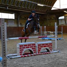 DSP Toftegårdens Alcazar B-pony