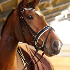 Dansk Varmblod Åkær Charlot, Lotten 