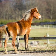 Anden særlig race Gry Soleil [Himmelhest]