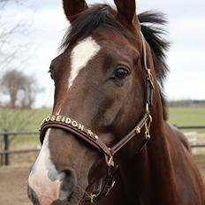 Dansk Varmblod Don poséidon F.J.