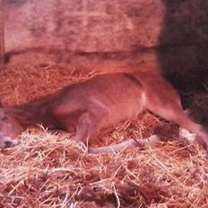 Anden særlig race Siegård's Jolie Marie