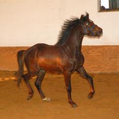 DSP Åhøj Charmy