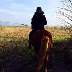 Islænder Dama fra Hamrahlið