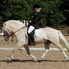 Fjordhest Anker Nørup