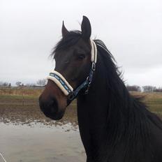 Anden særlig race Anton