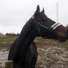 Anden særlig race Anton