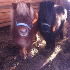 Anden særlig race Chikko