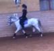 Welsh Pony af Cob-type (sec C) Gribsvad uve