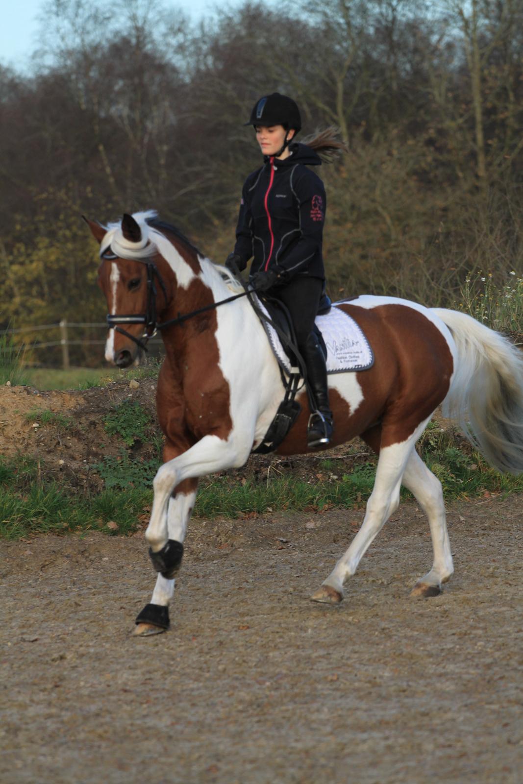 Anden særlig race Vicky Roma B-pony billede 4