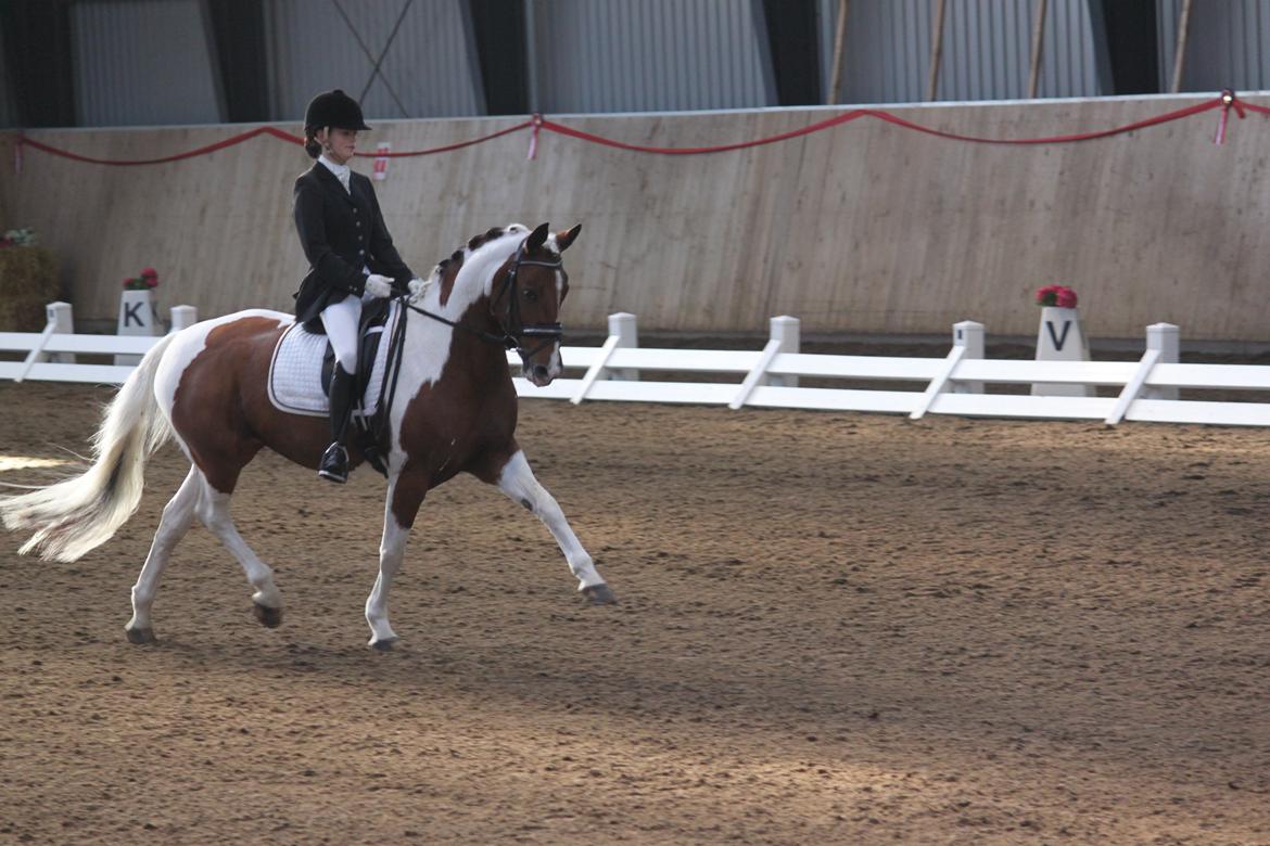 Anden særlig race Vicky Roma B-pony - Rosenparade/Landsstævne (sidste stævne på stjernen) billede 9